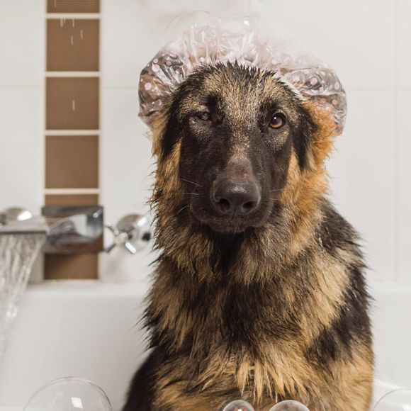 Sirius Groom Shampoo for Dogs