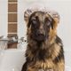 Sirius Groom Shampoo for Dogs