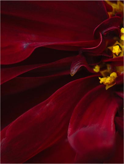 Amber Floral