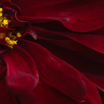 Amber Floral