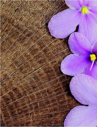 Woody Floral